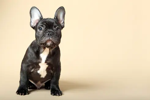 เฟรนช์บูลด็อก French Bulldog