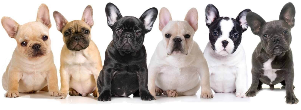 เฟรนช์บูลด็อก French Bulldog